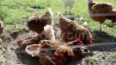 鸡在农家院子里挖地. 养鸡业。 家禽养殖